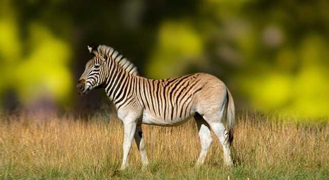 A lonesome quagga-fnbworld A lonesome quagga-fnbworld